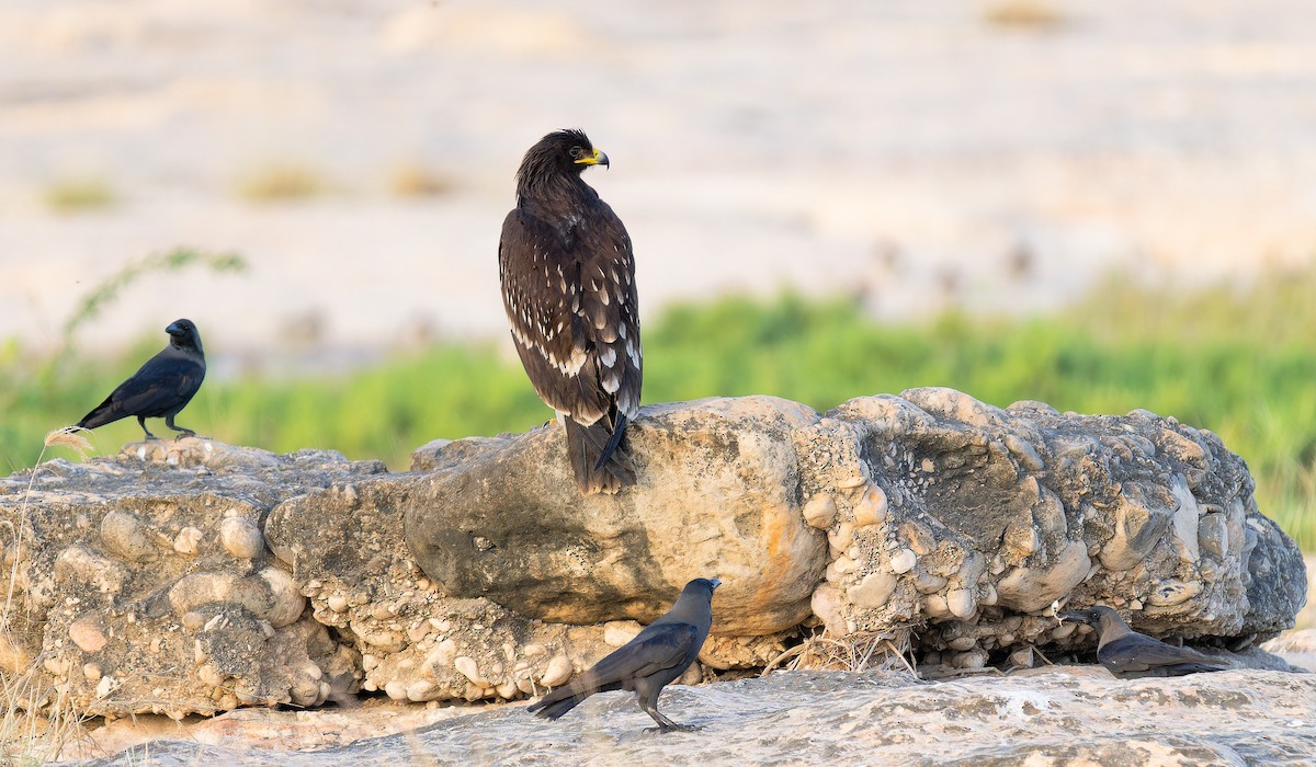 Greater Spotted Eagle - Matti Rekilä