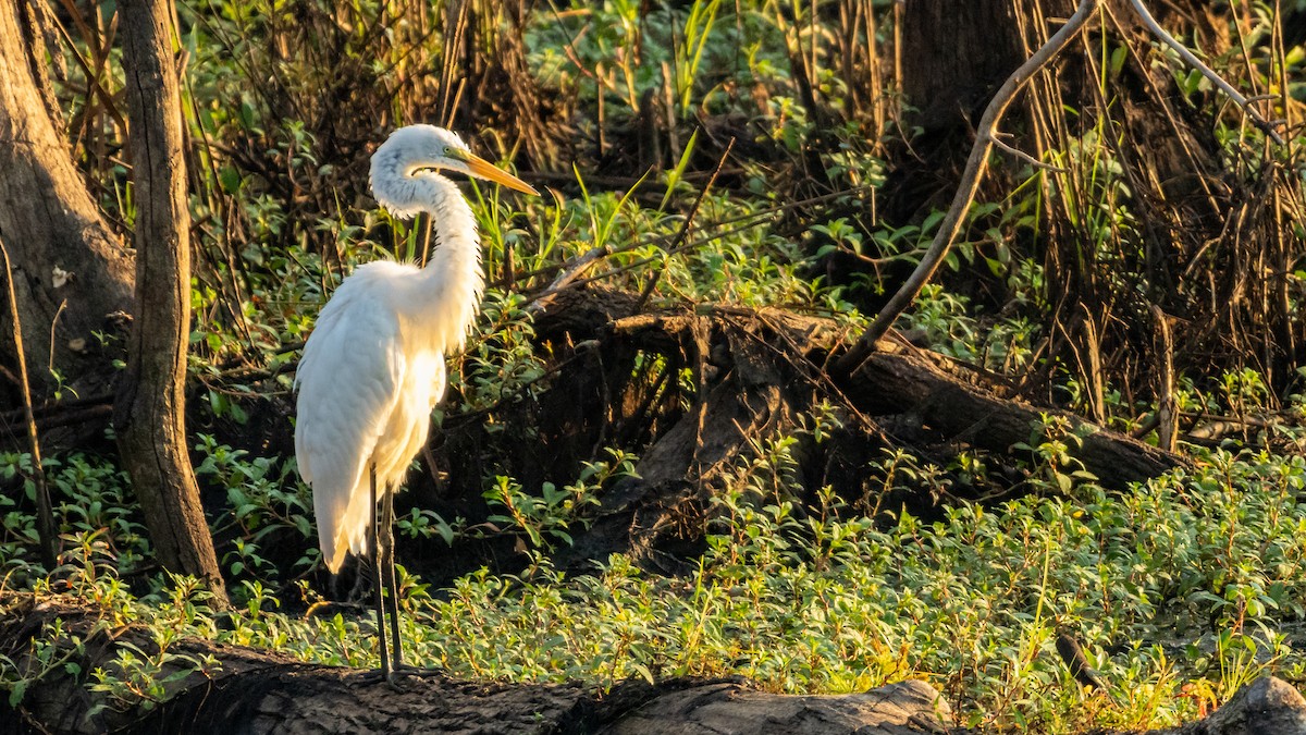 Great Egret - ML613377277