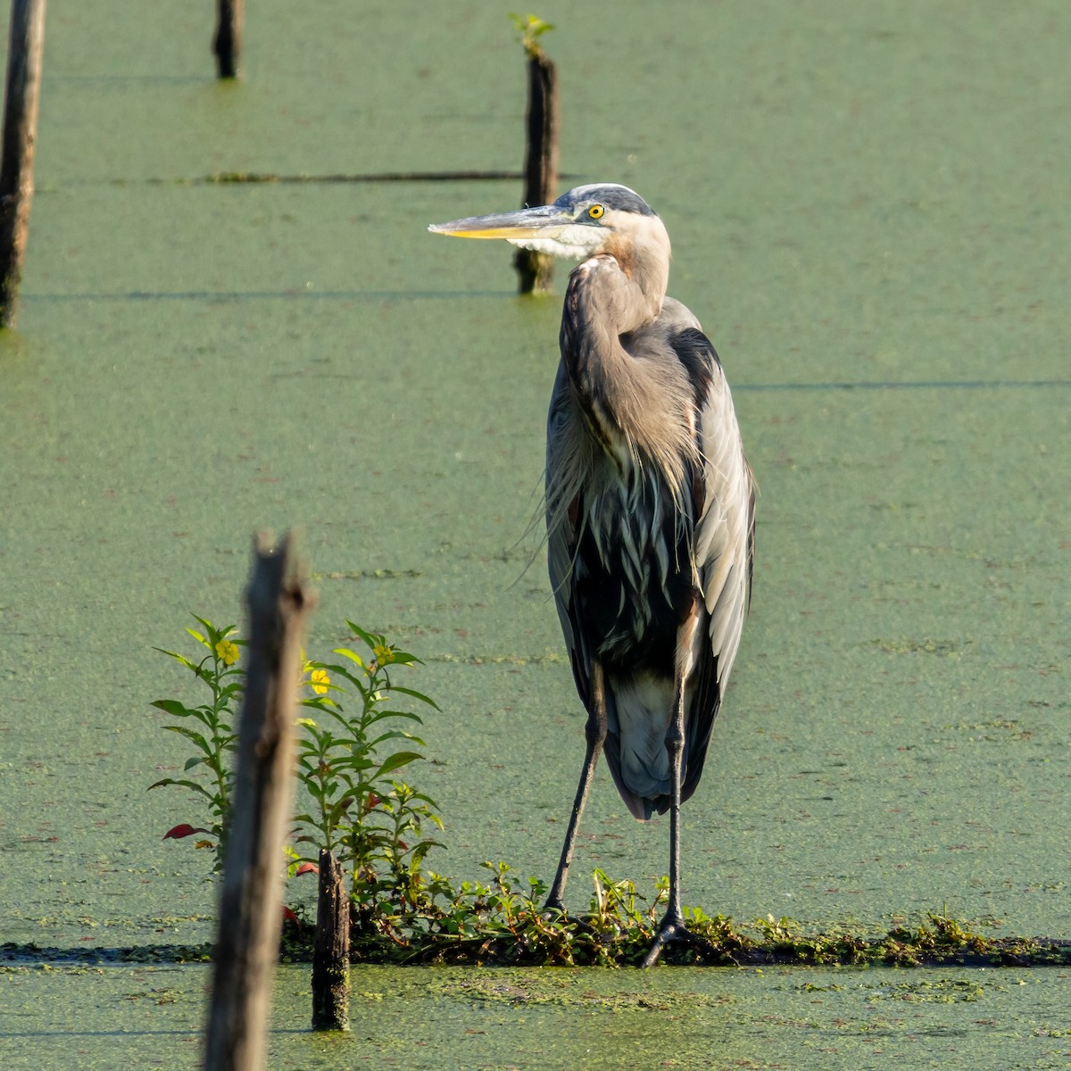 Great Blue Heron - ML613377285