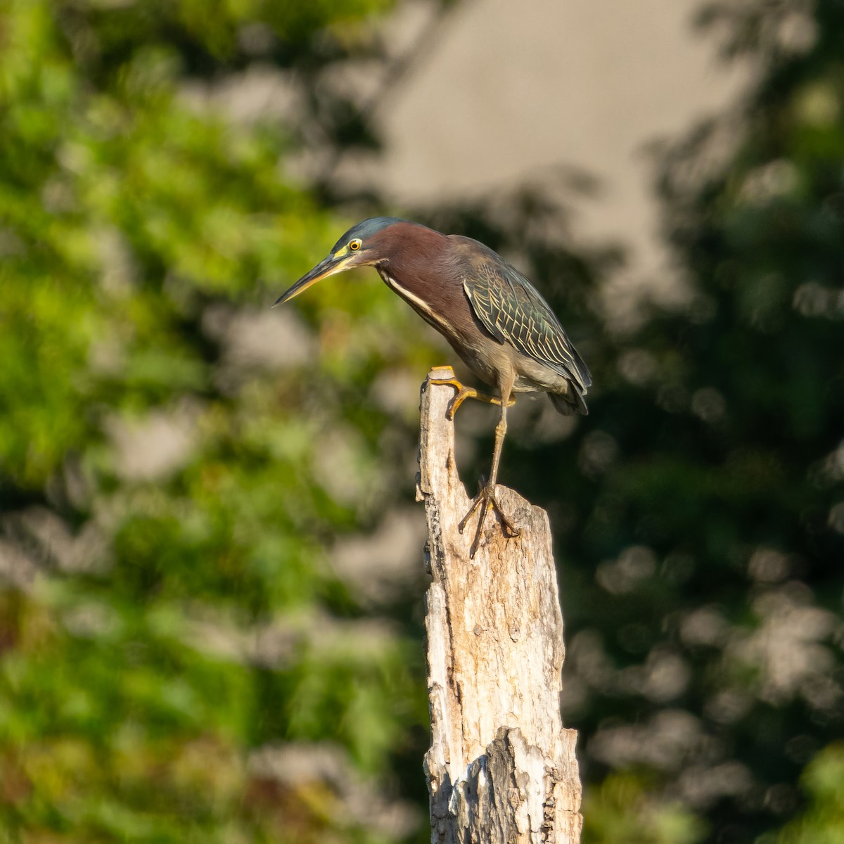 Green Heron - ML613377293