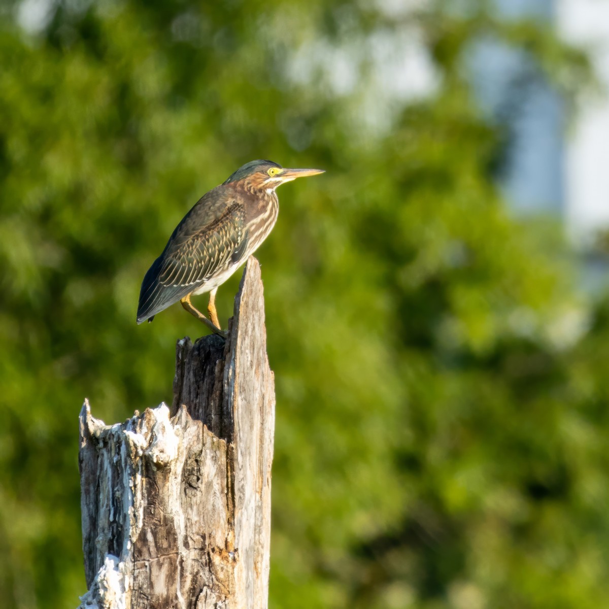 Green Heron - ML613377297