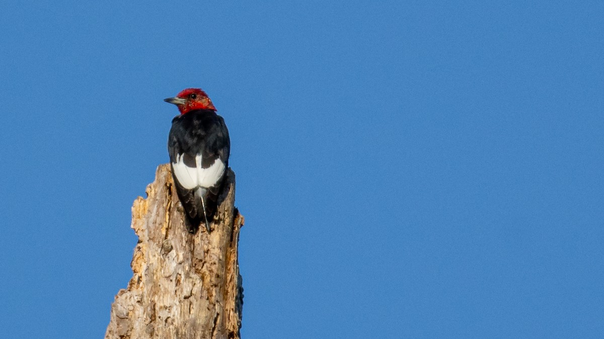 Red-headed Woodpecker - ML613377301