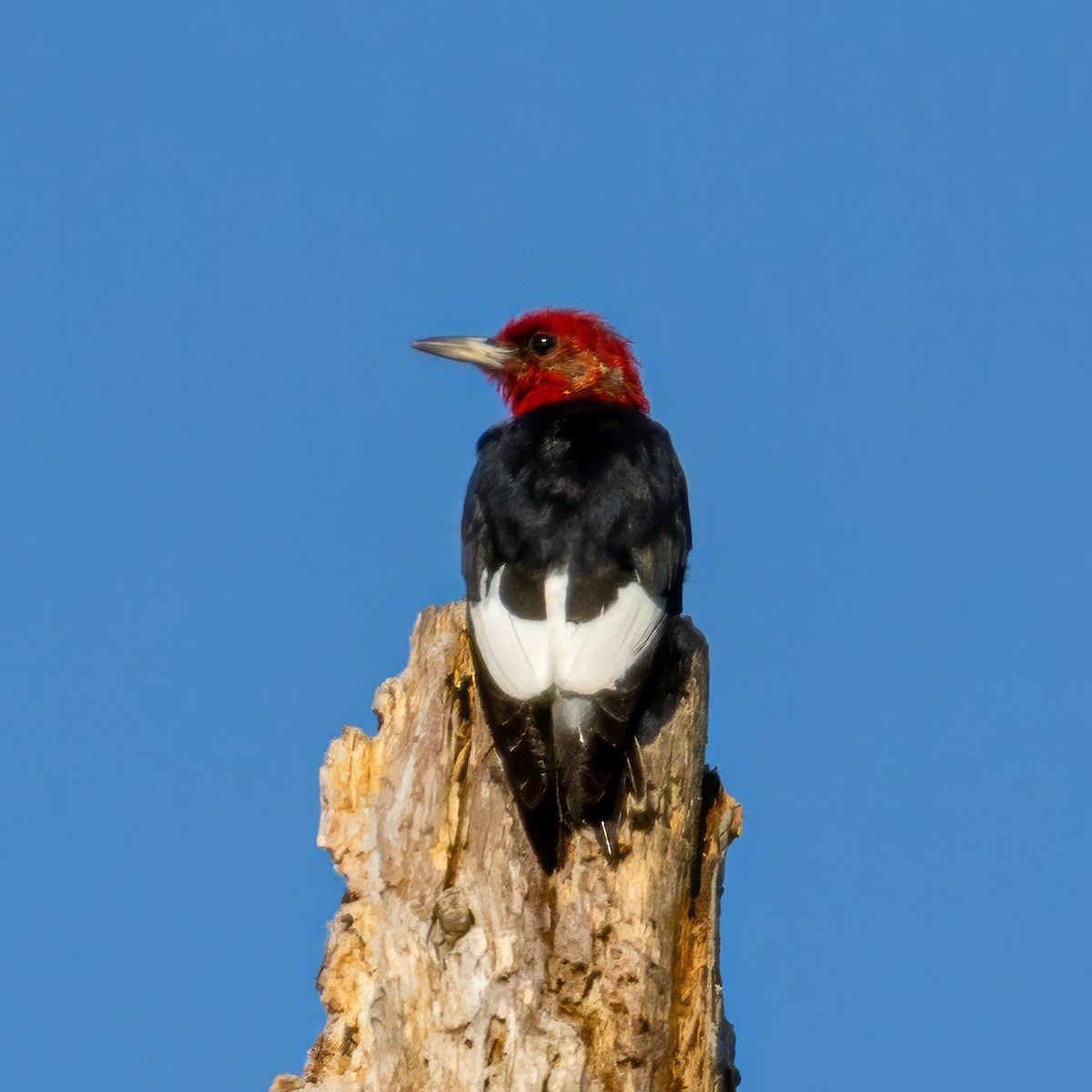 Red-headed Woodpecker - ML613377303