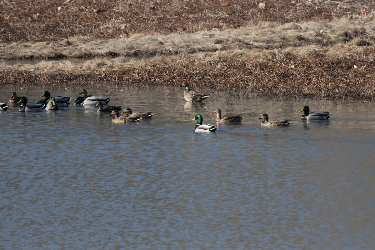 Canard colvert - ML613377340