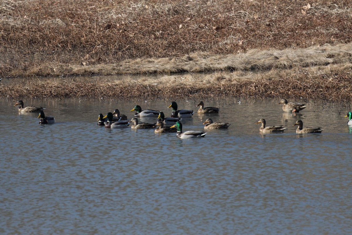 Canard colvert - ML613377341