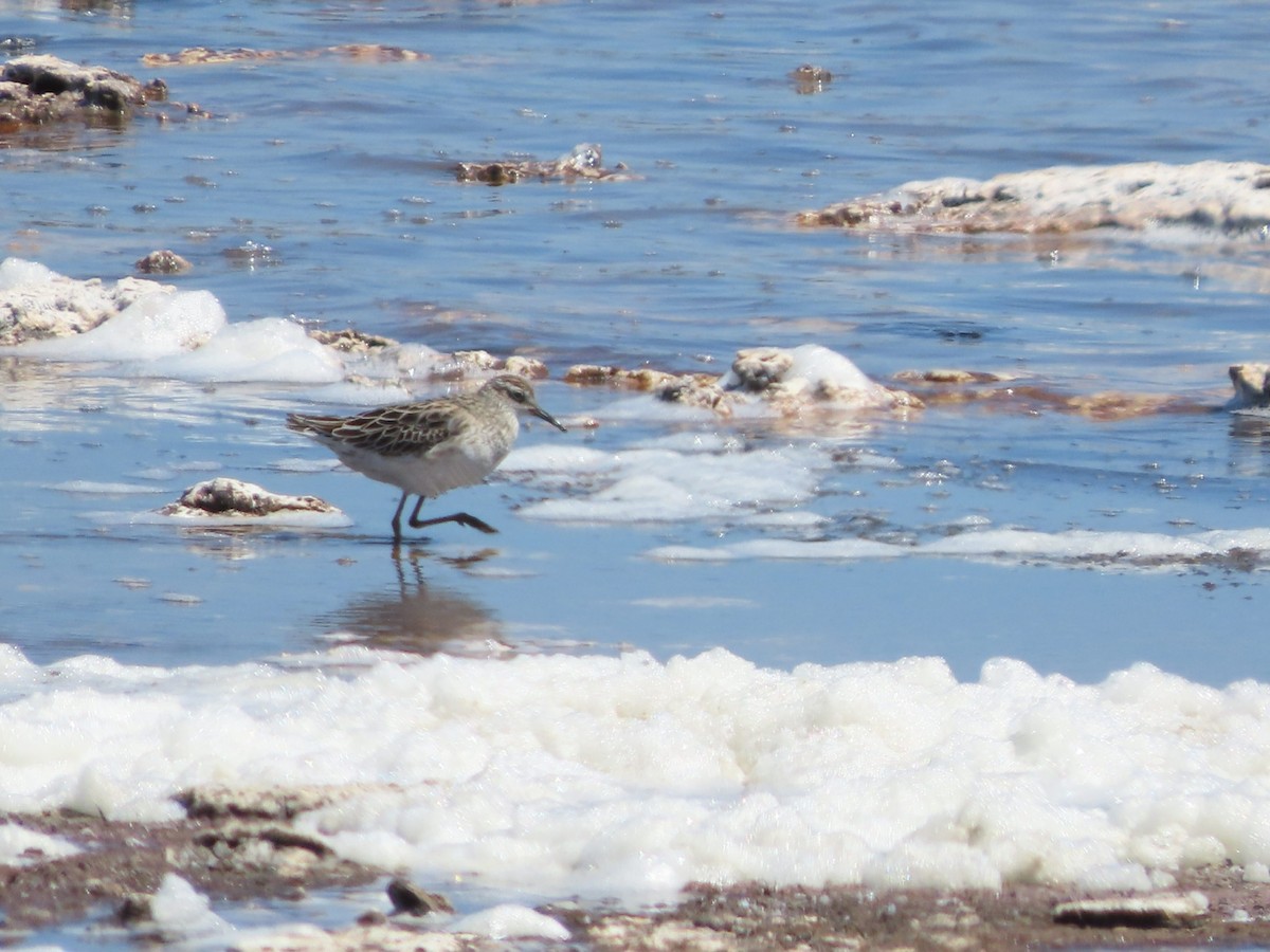 Sharp-tailed Sandpiper - ML613377381