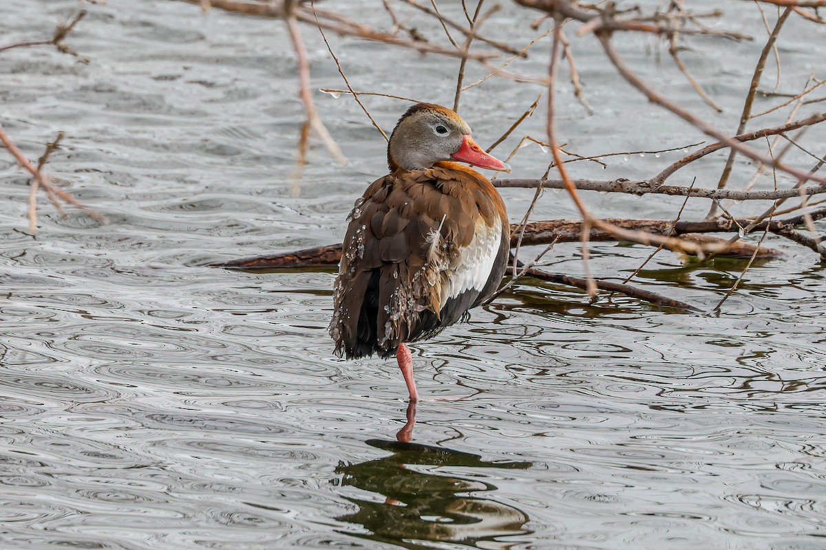 Black-bellied Whistling-Duck - ML613377384