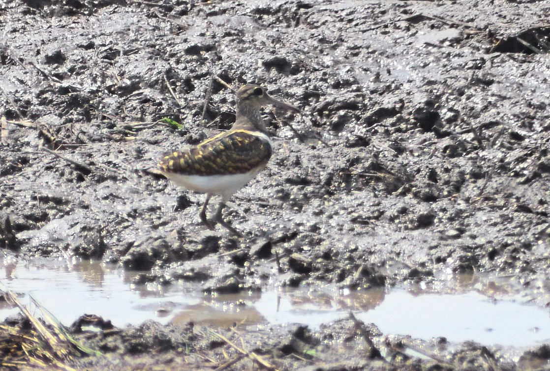 Greater Painted-Snipe - ML613377391
