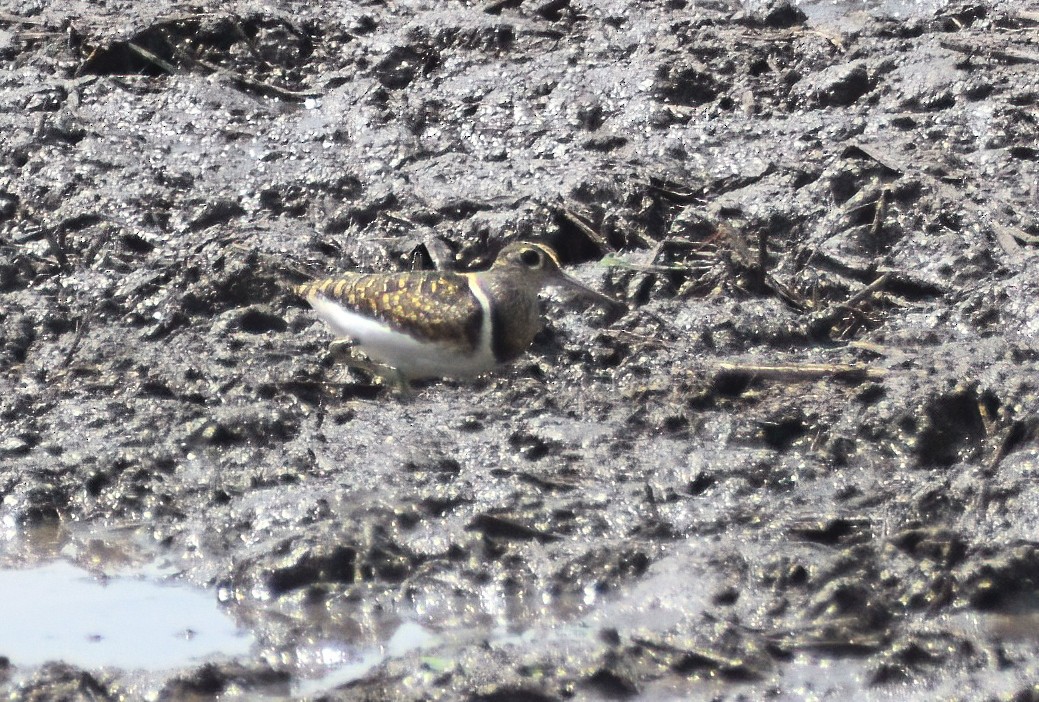 Greater Painted-Snipe - ML613377393