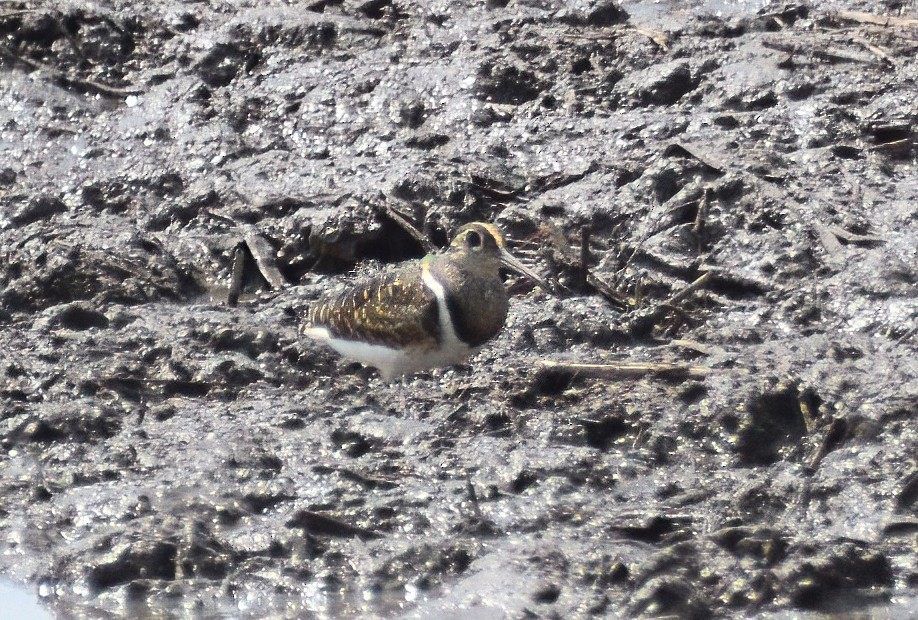 Greater Painted-Snipe - ML613377394
