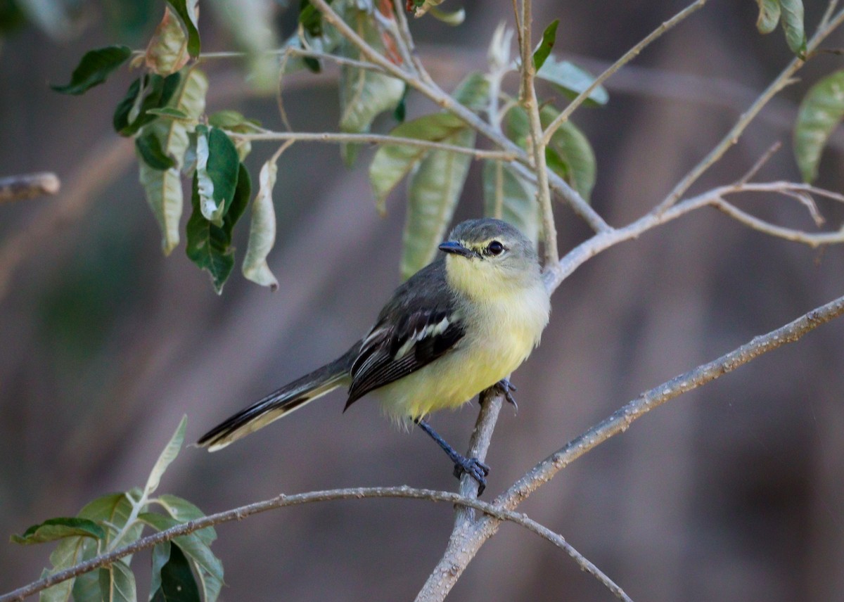 Lesser Wagtail-Tyrant - ML613377416