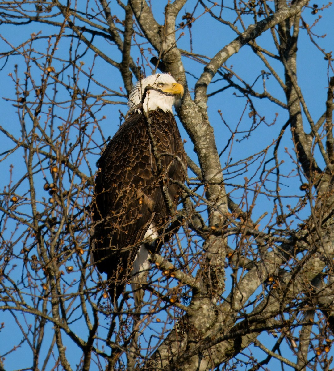 Bald Eagle - ML613377420