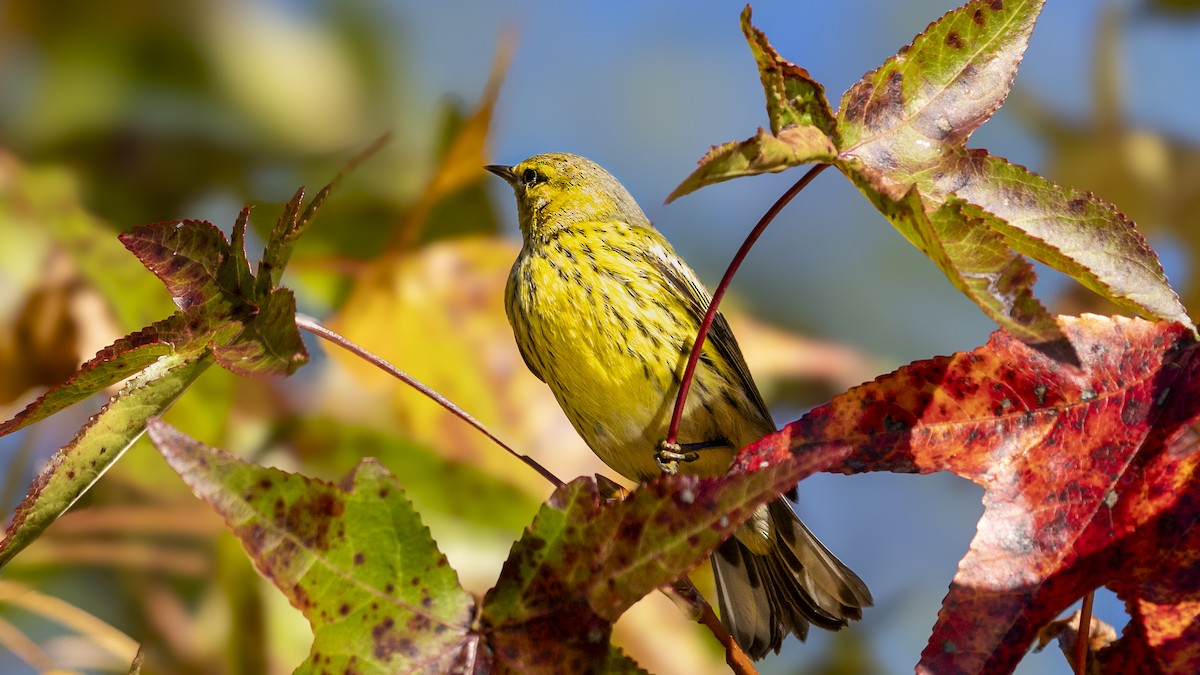 Cape May Warbler - ML613377448