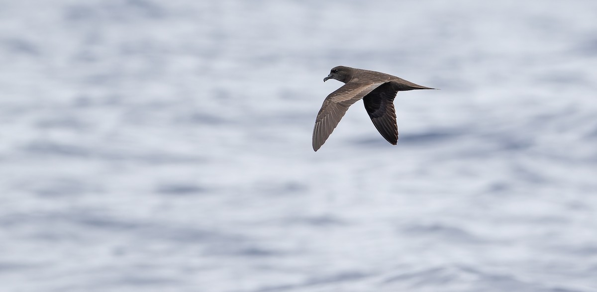 Bulwer's Petrel - Friedemann Arndt