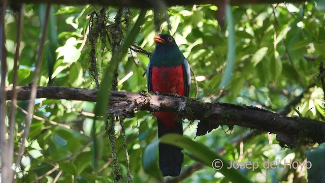 Trogon de Masséna - ML613377533