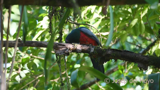 Gri Kuyruklu Trogon - ML613377537