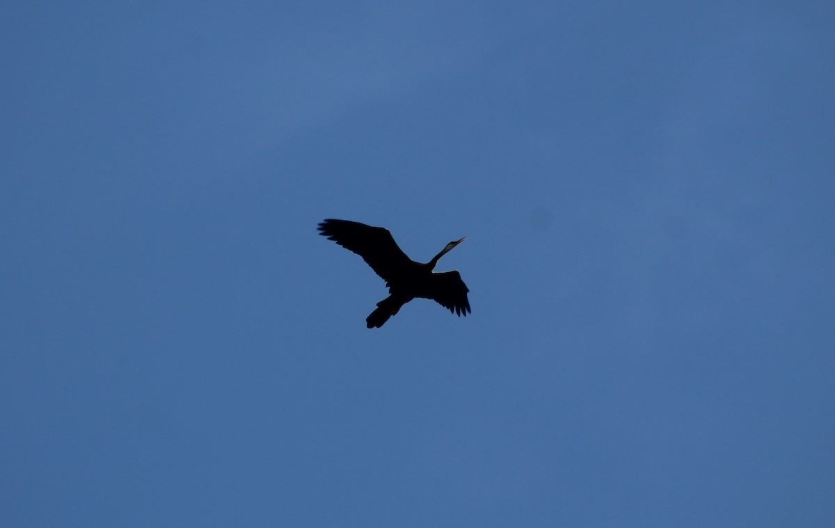 Oriental Darter - Steffin Babu