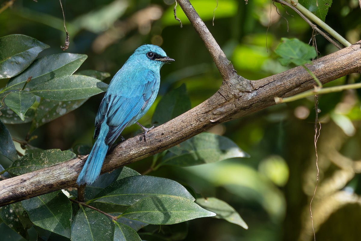 Verditer Flycatcher - ML613377683