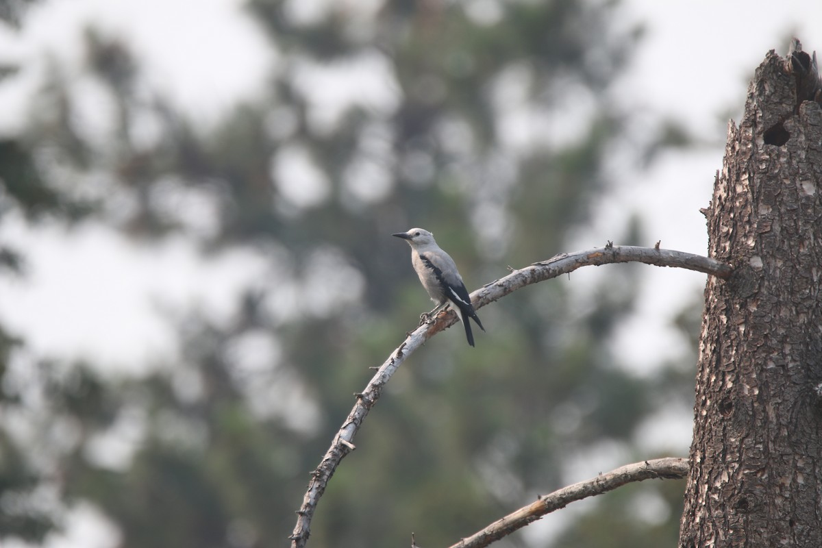 Clark's Nutcracker - ML613377724