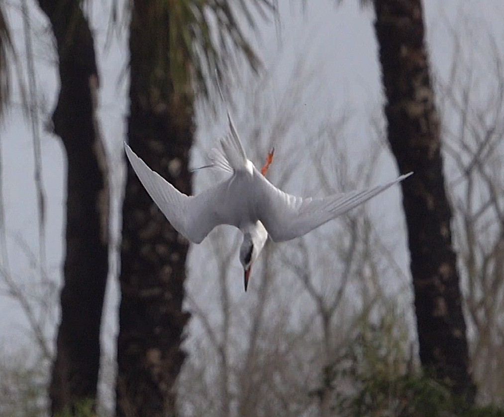 Forster's Tern - ML613377844