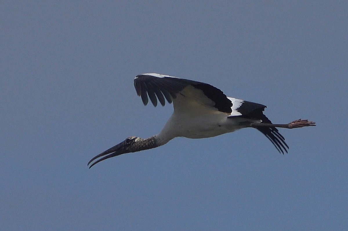 Wood Stork - ML613377874