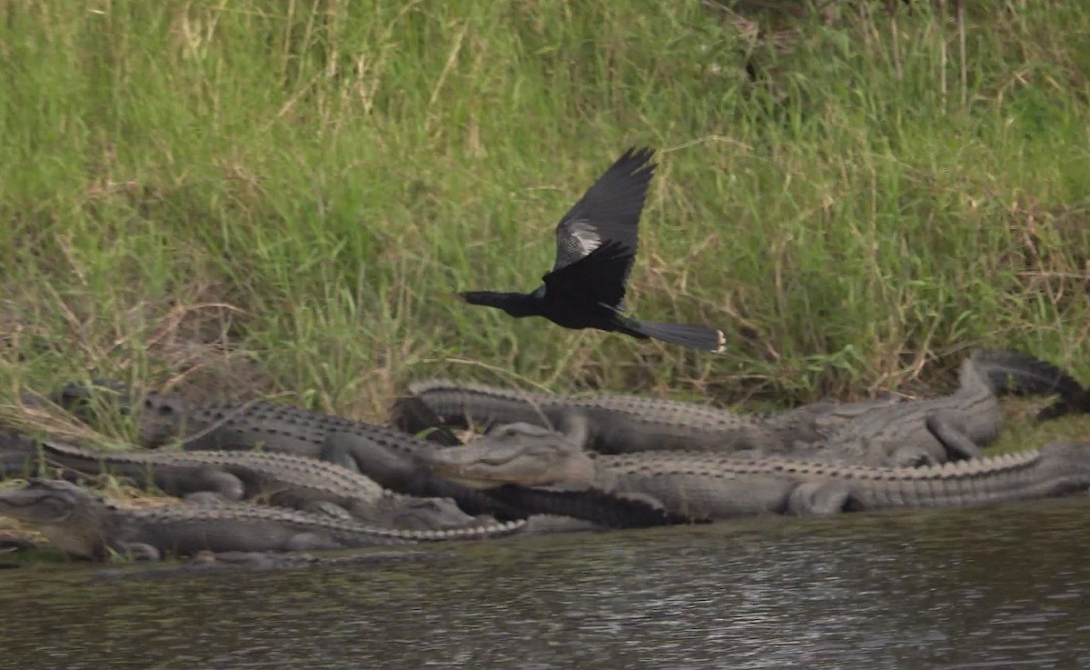 Anhinga - Tom Haggerty