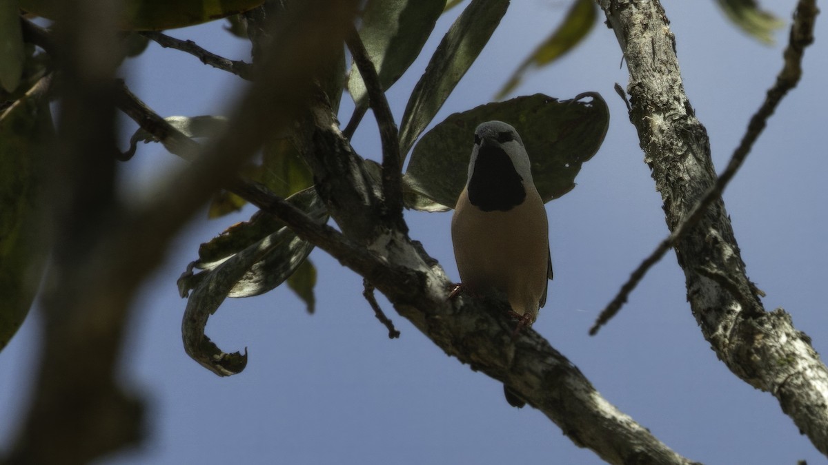 Kara Gerdanlı Çim İspinozu (atropygialis) - ML613377980