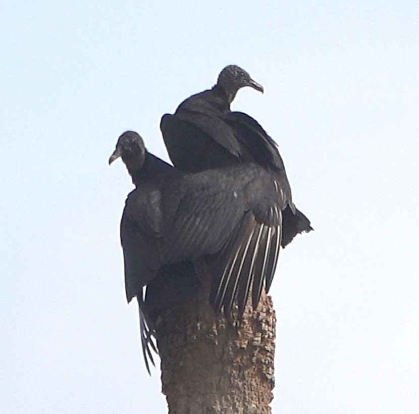 Black Vulture - Tom Haggerty
