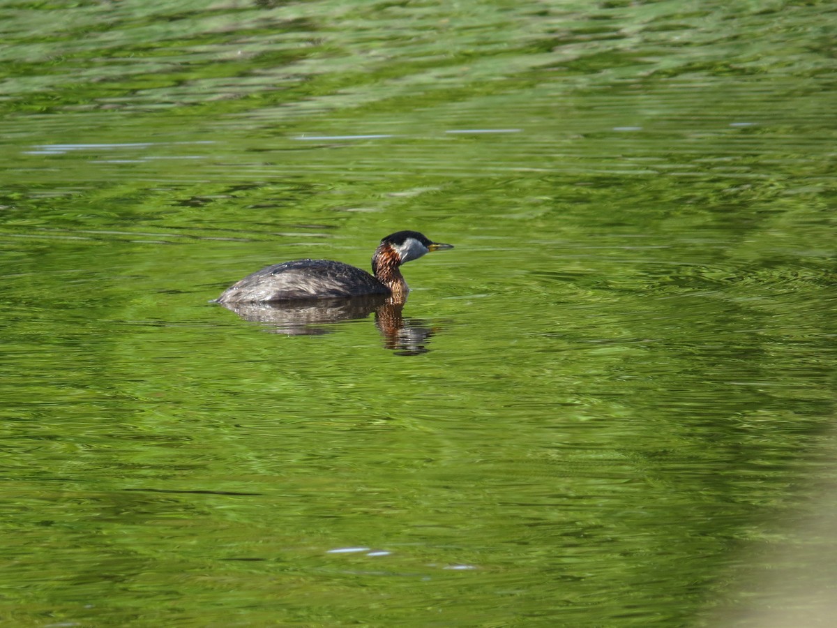 Red-necked Grebe - ML613378061