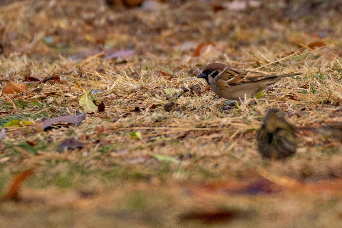 Eurasian Tree Sparrow - ML613378096