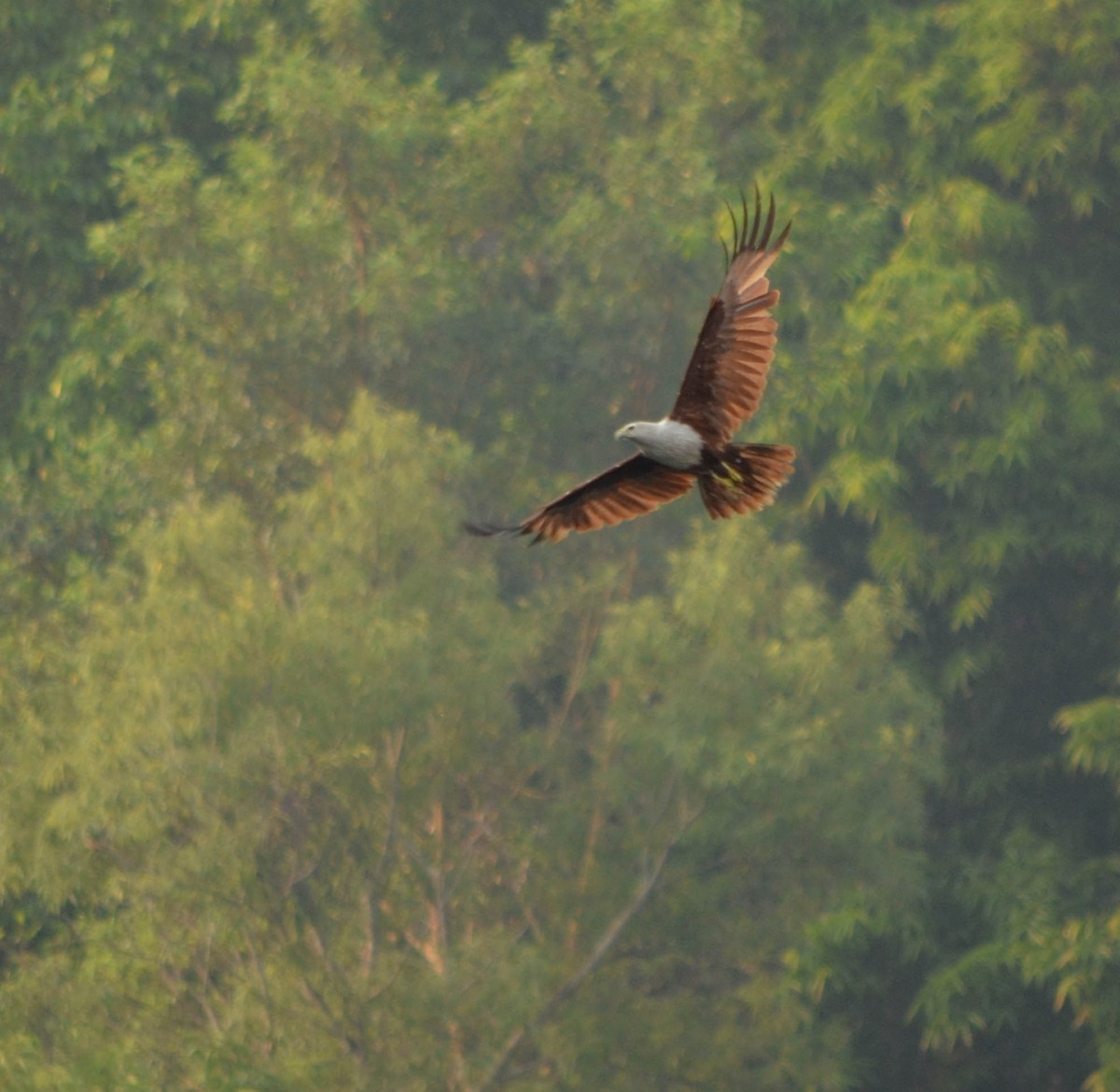 Brahminy Kite - ML61337811