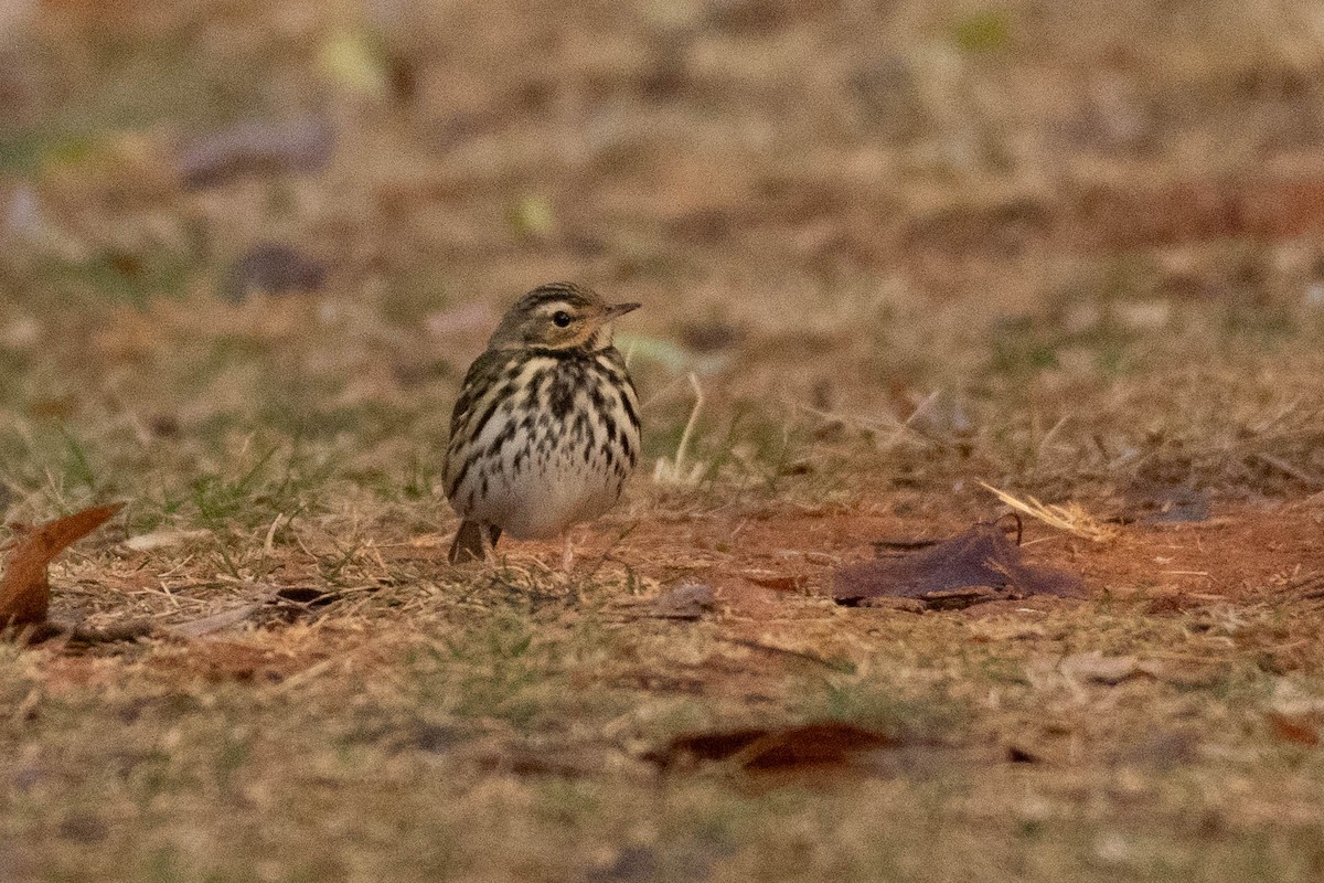 Olive-backed Pipit - ML613378117