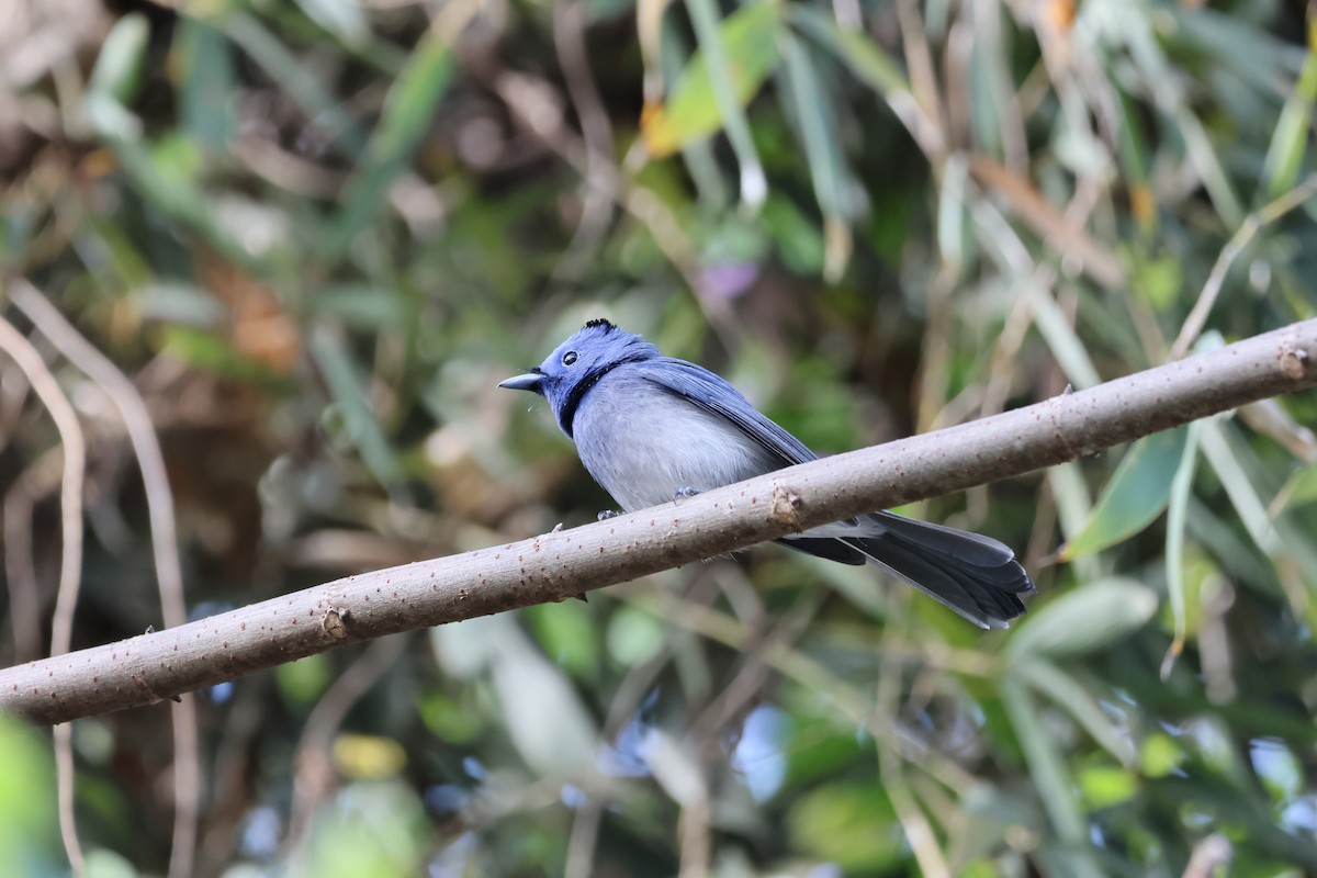 Black-naped Monarch - ML613378146