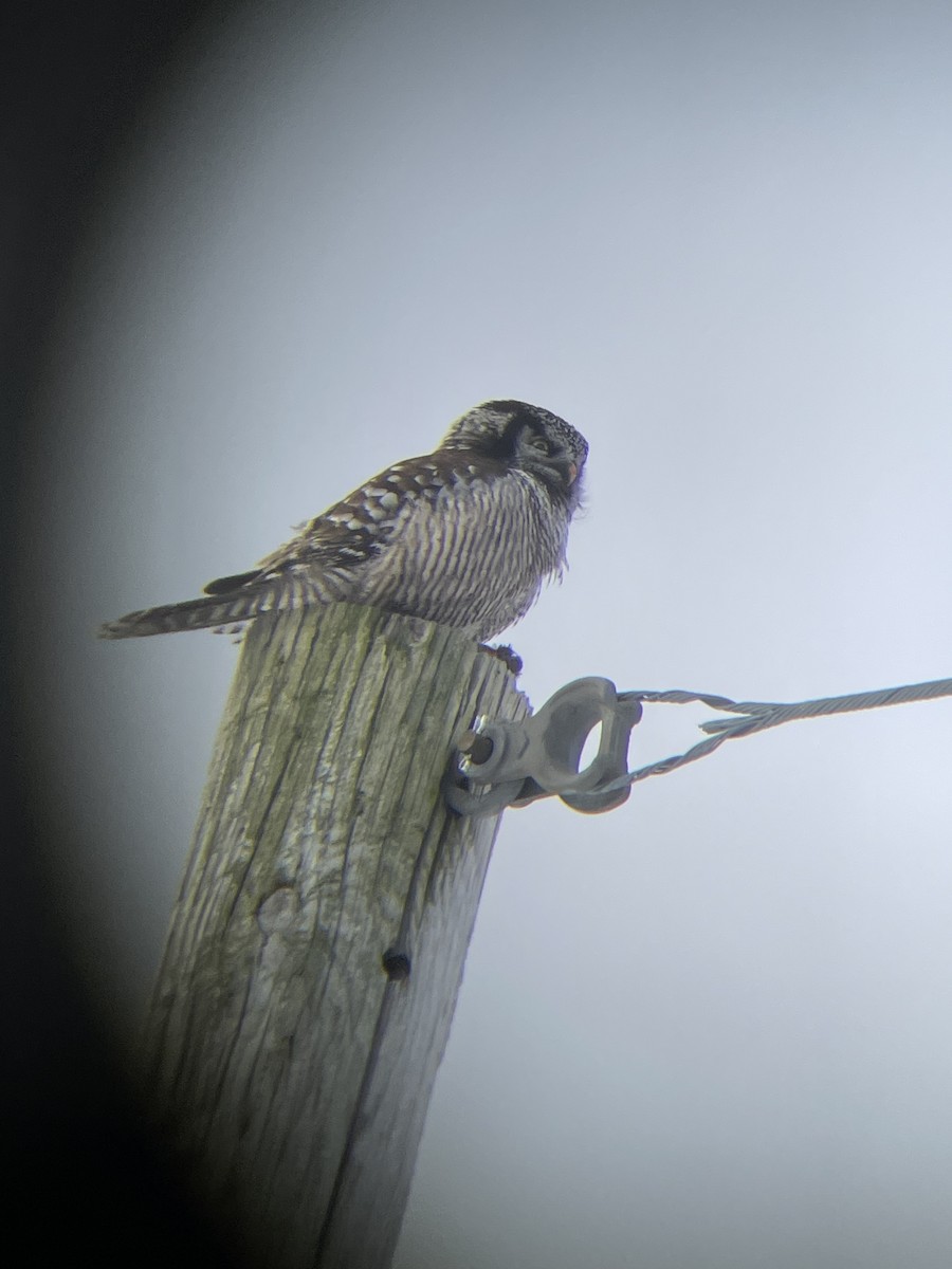 Northern Hawk Owl - William Earley
