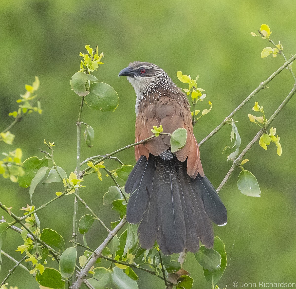 White-browed Coucal - ML613378219