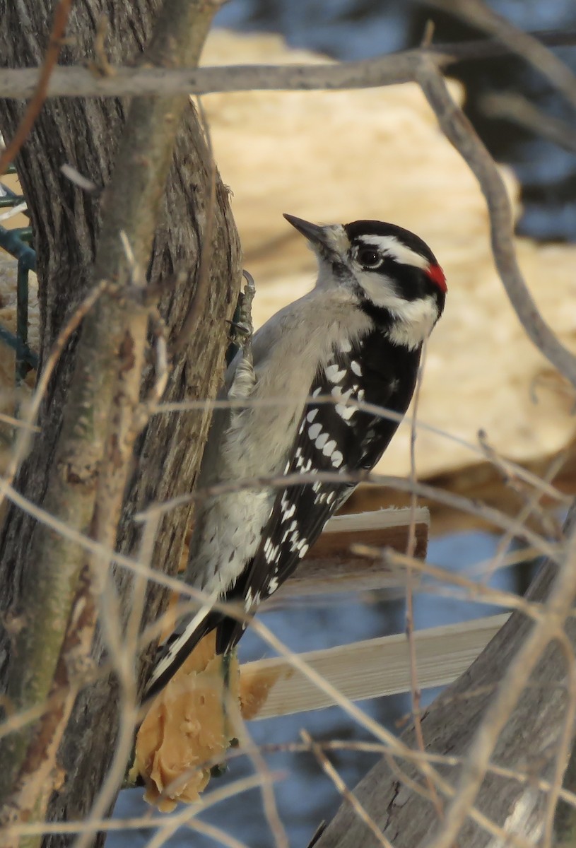 Downy Woodpecker - ML613378297