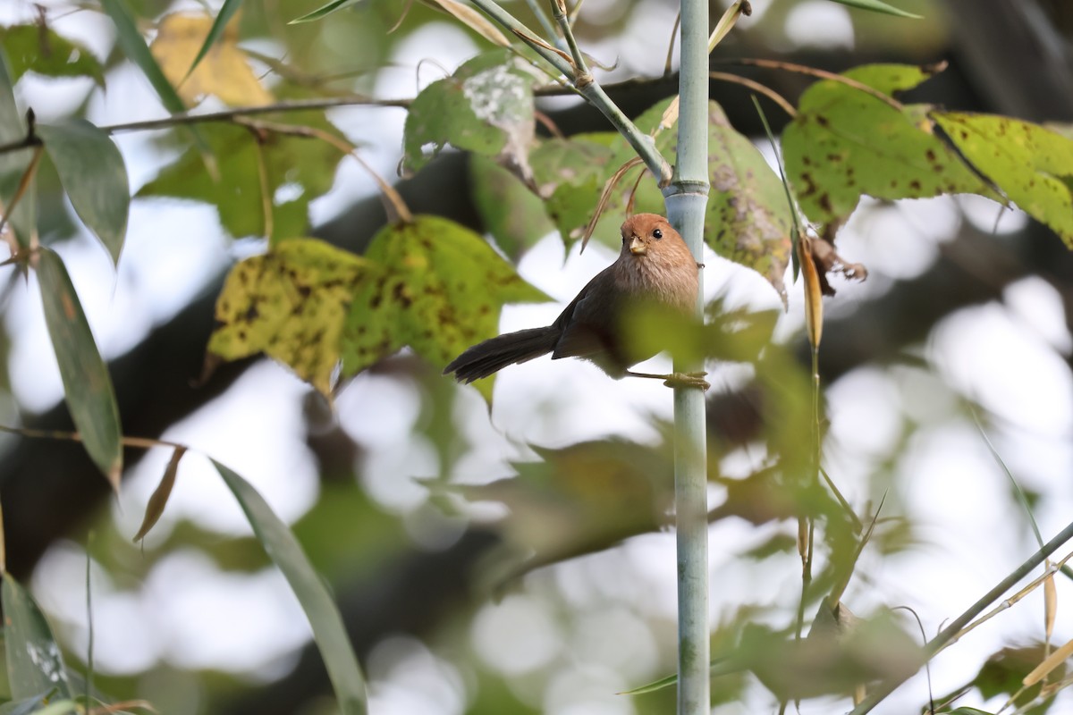 Vinous-throated Parrotbill - ML613378302