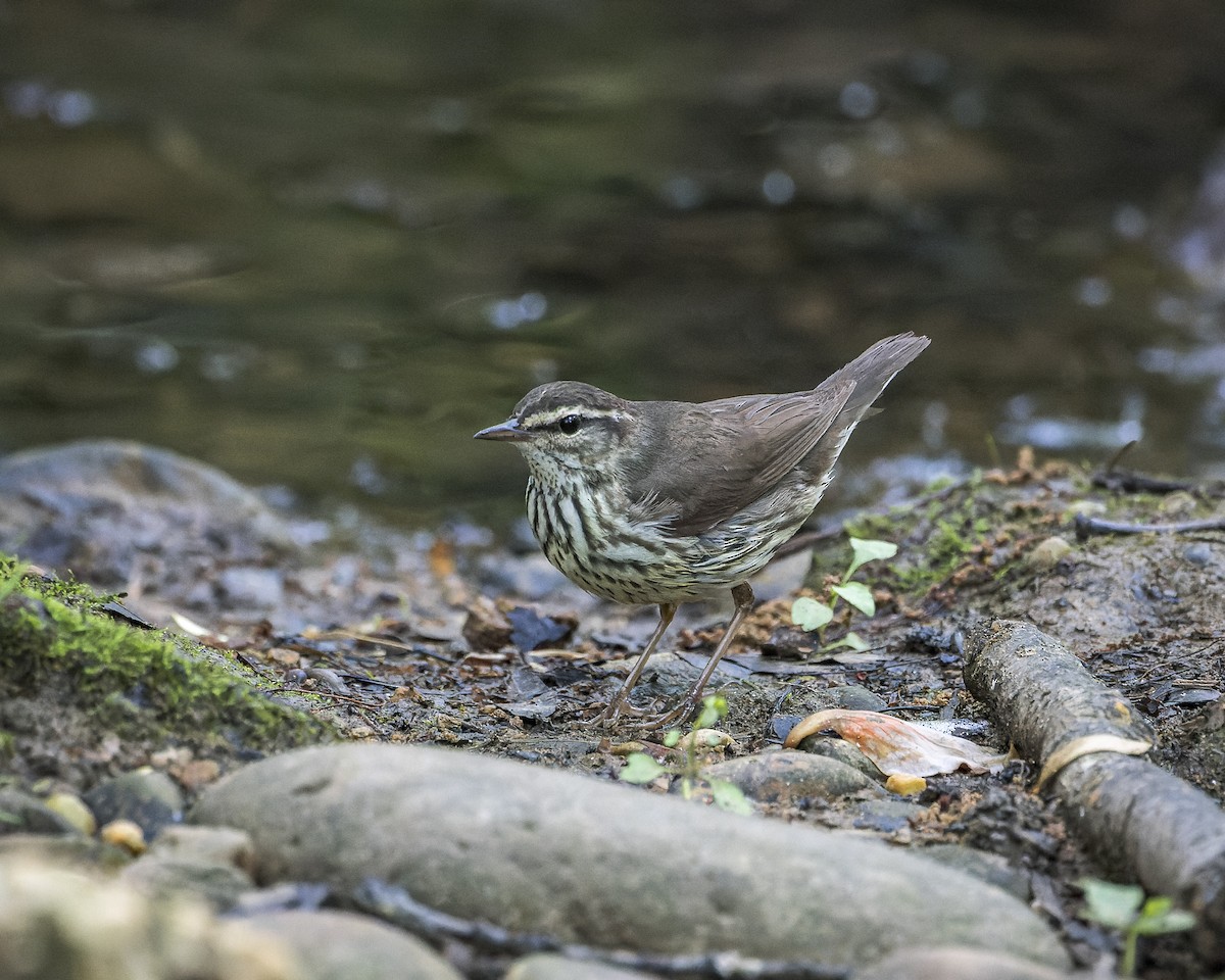 Northern Waterthrush - ML613378366