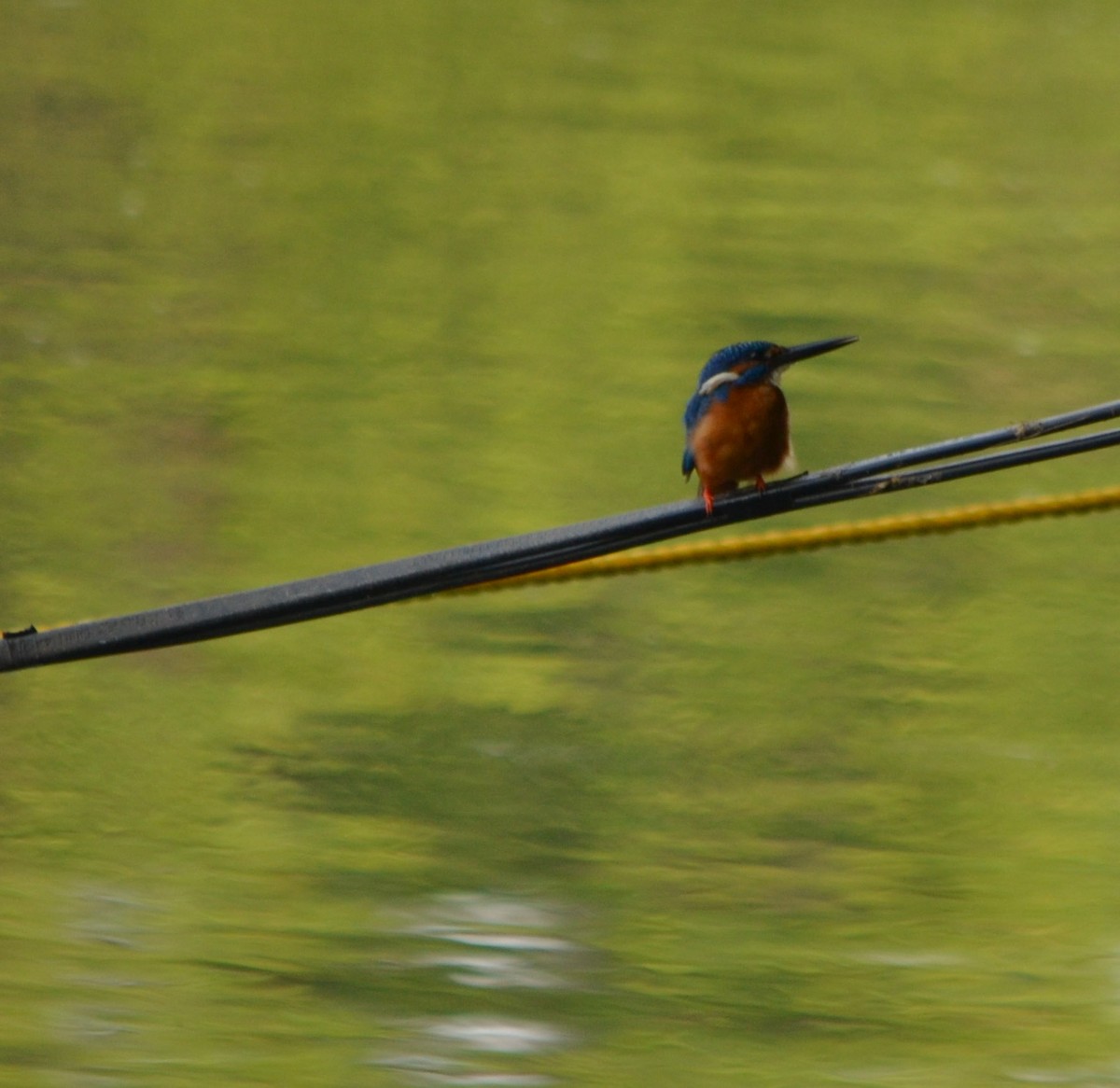 Common Kingfisher - Gopal bhagavatula