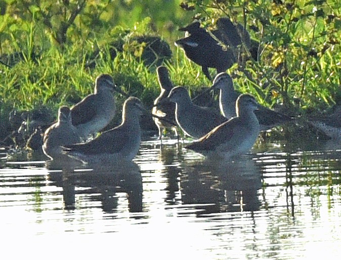 Long-billed Dowitcher - ML613378441