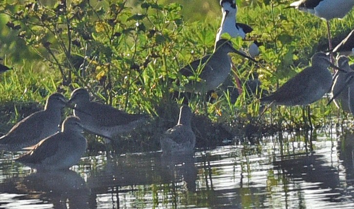 Long-billed Dowitcher - ML613378443