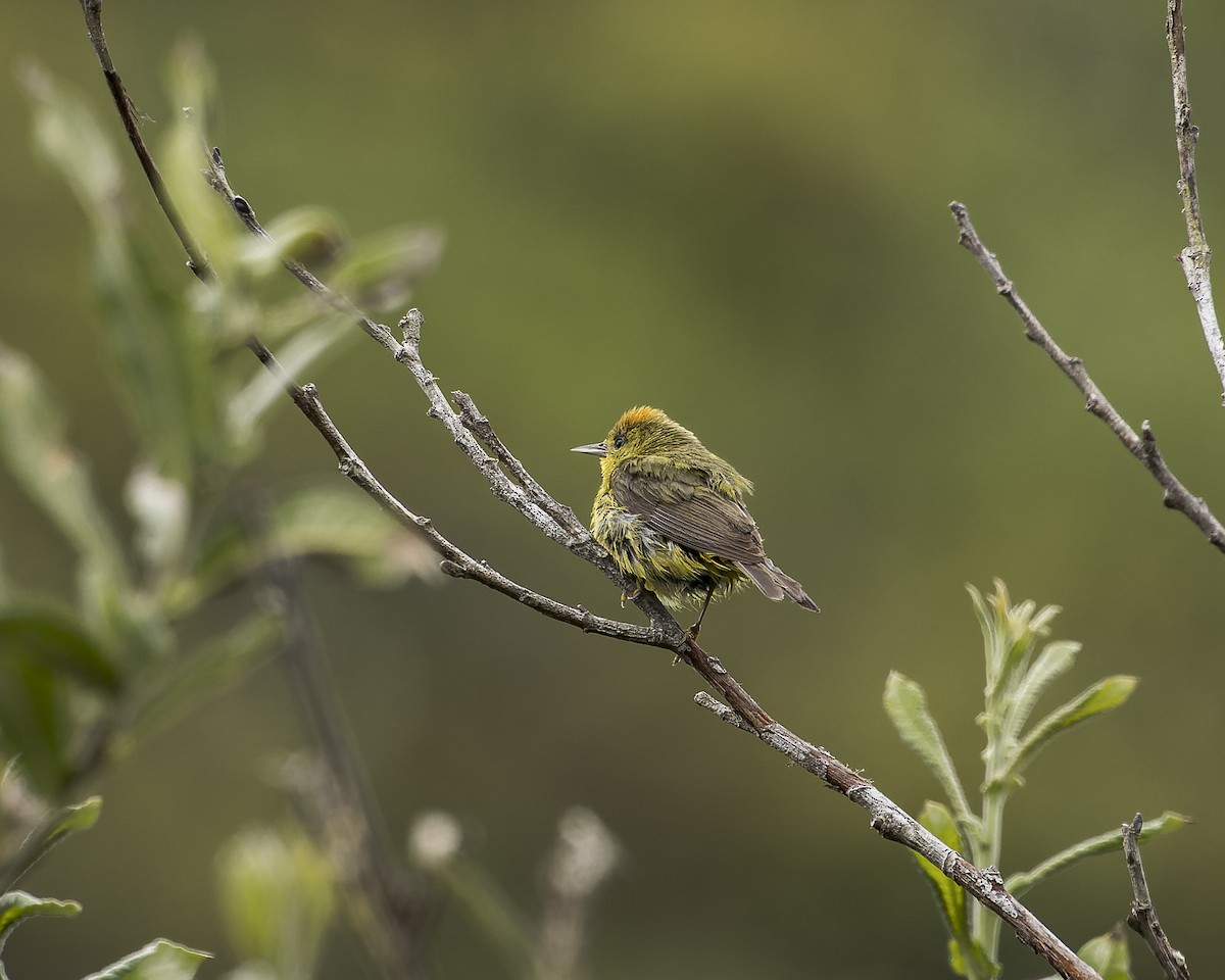 Orange-crowned Warbler - ML613378470