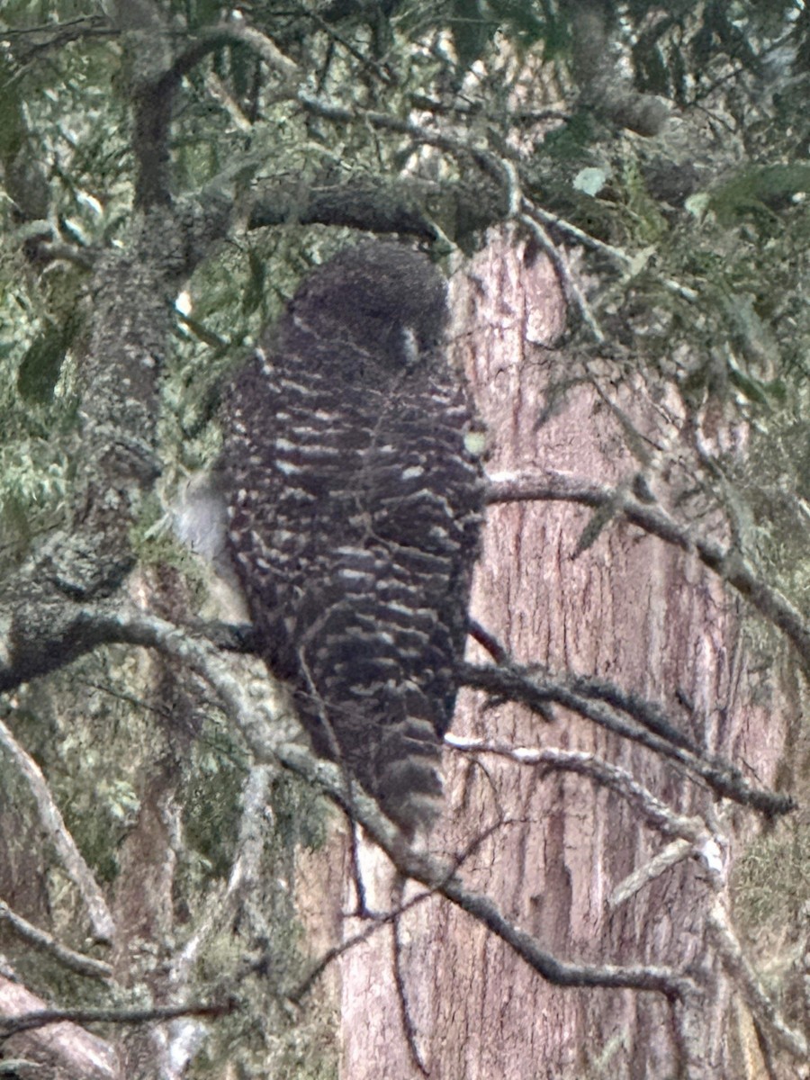 Powerful Owl - ML613378553