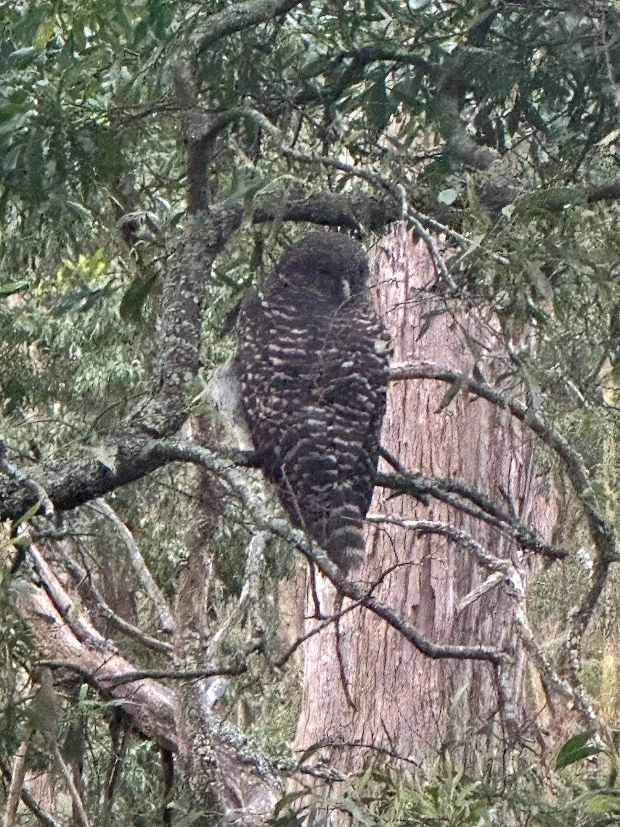 Powerful Owl - ML613378563