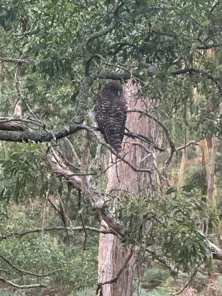 Powerful Owl - ML613378570