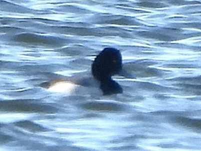 Lesser Scaup - ML613378571