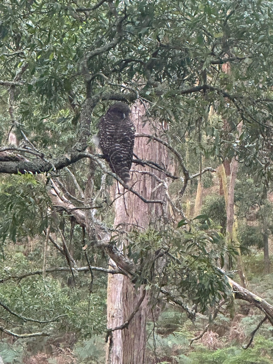 Powerful Owl - ML613378577