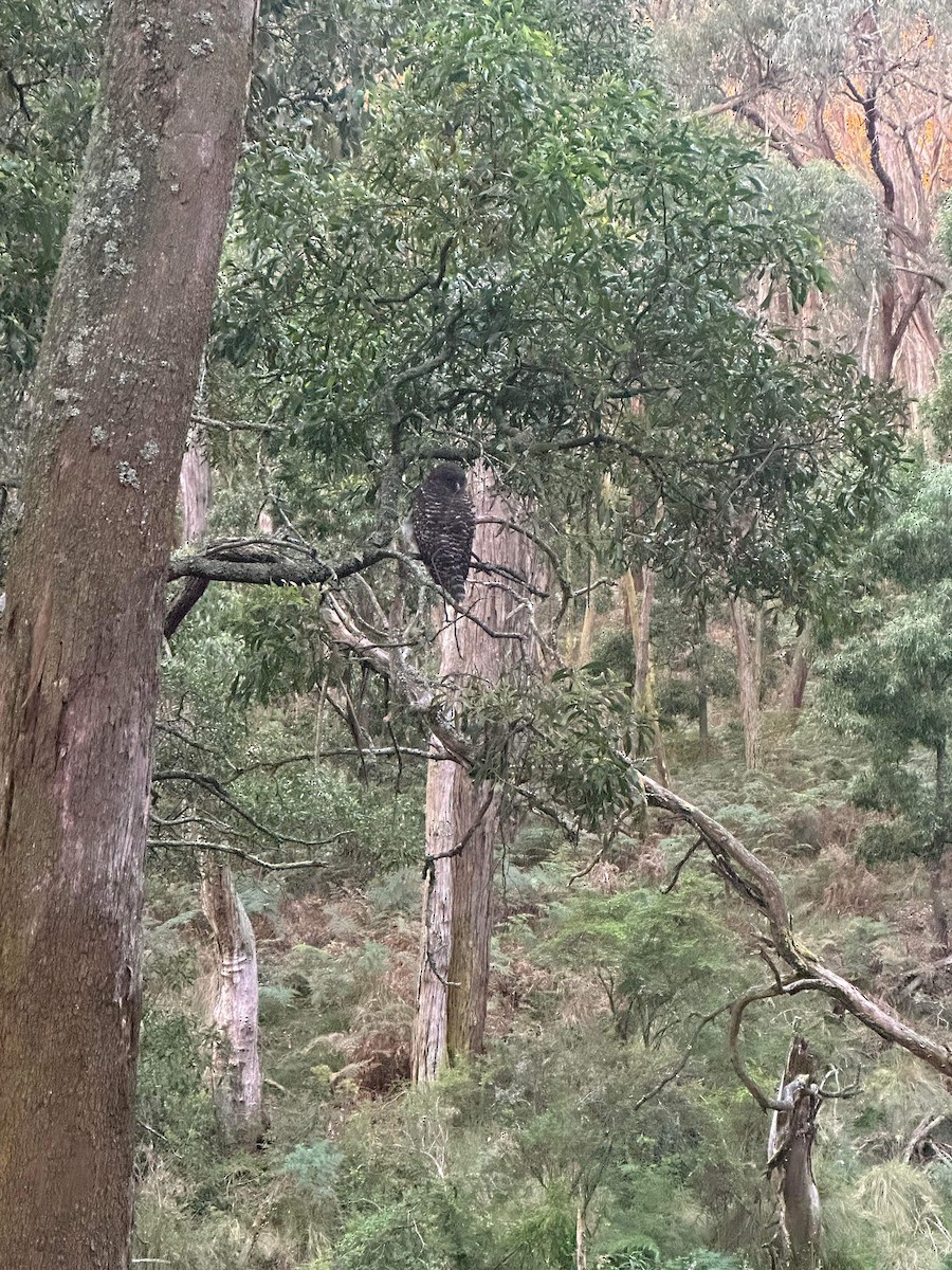 Powerful Owl - ML613378583