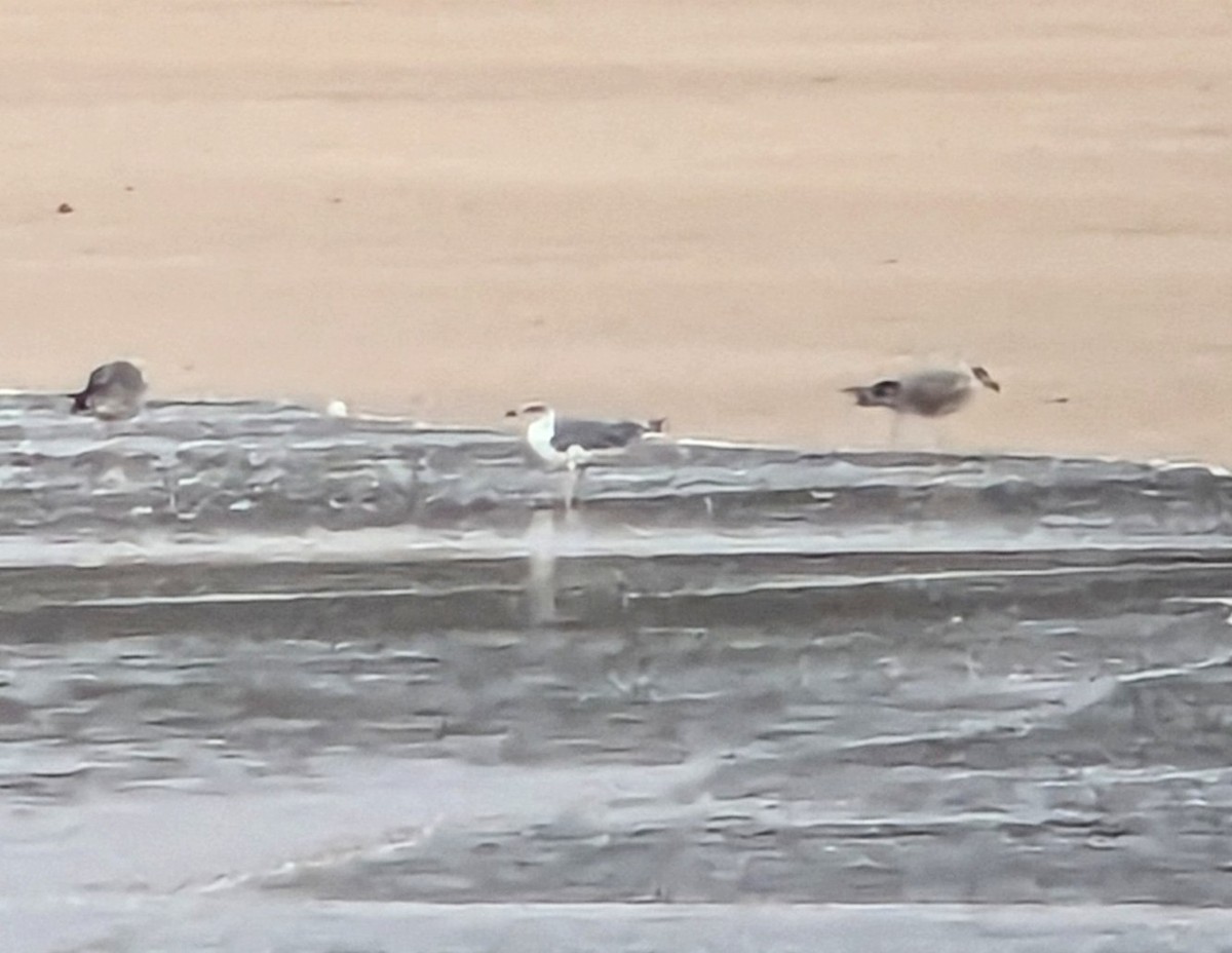 Yellow-legged Gull (atlantis) - Rob Martin