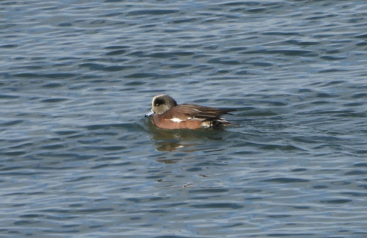 American Wigeon - Betty Lou Peckham